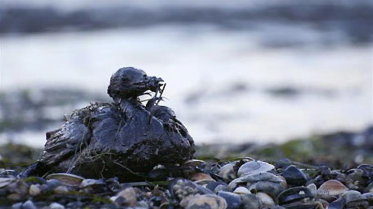 Over 170 Oil Spills Detected in Bulgarian Black Sea Waters over Past Year